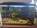 Super fish tank 70l, 4 molly, 5 babygup, 12 garnalen, Dieren en Toebehoren, Ophalen of Verzenden