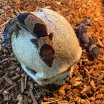 Jonge vetstaartgekko’s – Hemitheconyx caudicinctus, Overige soorten, Tam, 0 tot 2 jaar