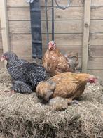 Cochin krielen, Dieren en Toebehoren, Pluimvee
