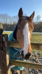 Recreatie paard te koop (kan ook als weidemaatje), Dieren en Toebehoren, Ruin