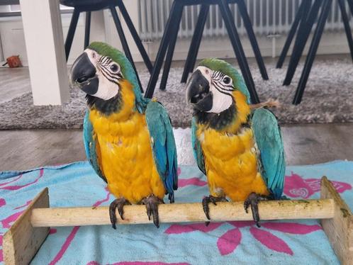 Blauw gele ara jong, Dieren en Toebehoren, Vogels | Parkieten en Papegaaien, Papegaai, Vrouwelijk, Tam, Geringd