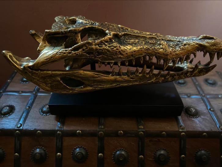 Saltwater Crocodile Skull in polished bronze, Antiek en Kunst, Antiek | Brons en Koper, Ophalen of Verzenden
