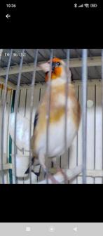 Chardonneret mal,petite taille 2025., Dieren en Toebehoren, Mannelijk, Wildzangvogel, Tam