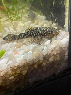 Jonge ancistrussen, Animaux & Accessoires