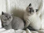 Britse korthaar kittens te koop, 0 à 2 ans