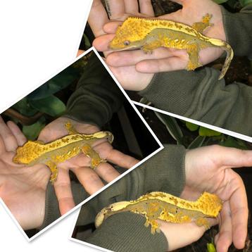 0.1 Wimpergekko beschikbaar voor biedingen