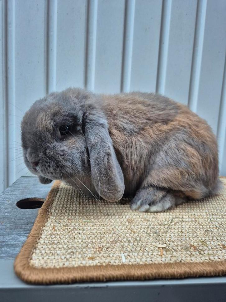 Nederlandse hangoordwerg ram, Dieren en Toebehoren, Konijnen