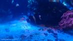 Zeeaquarium Clownvissen, Dieren en Toebehoren, Vissen | Aquariumvissen