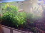 Grote planten javavaren, Dieren en Toebehoren, Vissen | Aquaria en Toebehoren, Ophalen of Verzenden