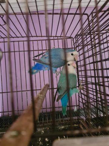 2 inséparables bleu et turquoise beschikbaar voor biedingen