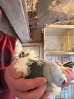 Pigeon voyageur, Ophalen, Nieuw