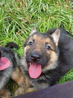 Duitse herders pups, Dieren en Toebehoren, Honden | Herdershonden en Veedrijvers, België, CDV (hondenziekte), 8 tot 15 weken, Meerdere