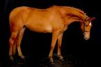 9-jarige allround merrie, Dieren en Toebehoren, Paarden, Merrie, Met stamboom, Springpaard, 170 tot 175 cm