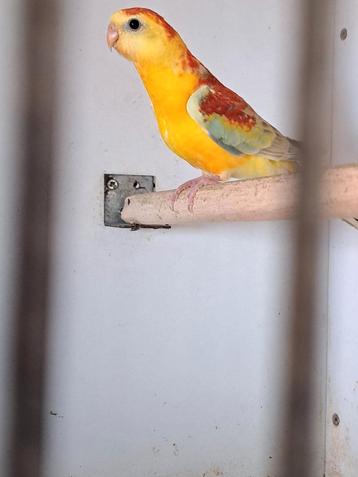 Roodrugparkieten, roodruggen, roodrugparkiet, roodrug 2025, Plusieurs animaux, Perruche, Bagué