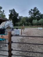 Hulp bij paarden en tuin, Dieren en Toebehoren, Paarden, Meerdere dieren
