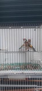 Distelvinken mannelijk en vrouwelijk 2025, Dieren en Toebehoren, Mannelijk