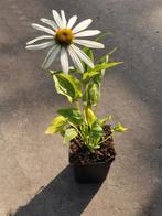 Zonnehoed / Echinacea purpurea "Alba", Tuin en Terras, Ophalen of Verzenden