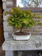 Acer Kashima Bonsai, Tuin en Terras, Planten | Bomen, Ophalen