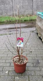 lagerstroemia, Tuin en Terras, Planten | Tuinplanten, Ophalen, Vaste plant, Overige soorten