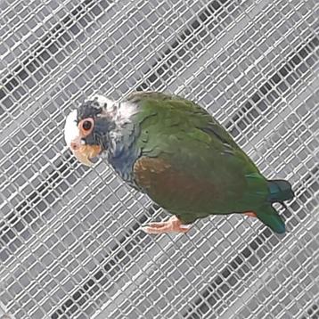 Pionus Senilis/Witkop-Witkap-papegaaien. beschikbaar voor biedingen