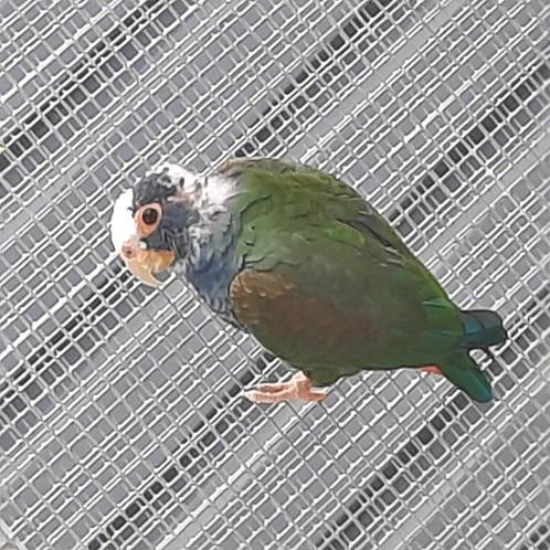 Pionus Senilis/Witkop-Witkap-papegaaien., Dieren en Toebehoren, Vogels | Parkieten en Papegaaien, Papegaai, Vrouwelijk, Geringd