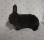 Nederlands hangoor dwergkonijn., Dieren en Toebehoren, Geslacht onbekend, Dwerg, Hangoor, 0 tot 2 jaar