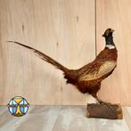 Kleurrijke Opgezette grote Fazant / taxidermy pheasant, Opgezet dier, Vogel, Gebruikt, Ophalen of Verzenden