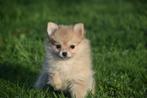 Keeshond pup ,dwergkees ,pomeriaaan ,spitz, Dieren en Toebehoren, België, Keeshond, 15 weken tot 1 jaar, CDV (hondenziekte)