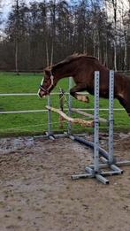 B-pony, Dieren en Toebehoren, Merrie, B, Gechipt, B pony (1.17m tot 1.27m)