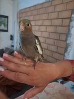 Handtamme valkparkiet, Dieren en Toebehoren, Vrouwelijk, Parkiet, Tam