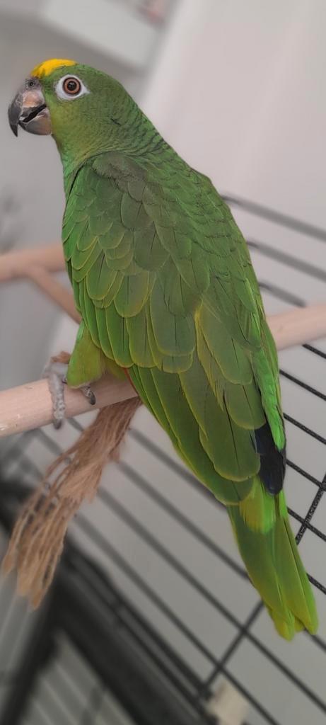 Geelvoorhoofd amazonepapegaai, Dieren en Toebehoren, Vogels | Parkieten en Papegaaien, Papegaai