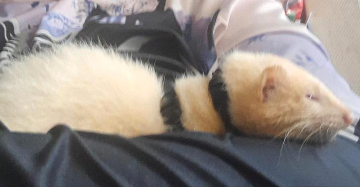 Gezocht: fretjes moertje, Immo, Op zoek naar een appartement