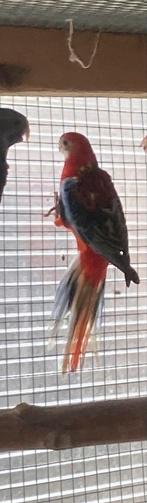 Rode rosella’s, Dieren en Toebehoren, Geringd