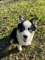 Chiot Berger Australien miniature, Collections, Collections Animaux, Enlèvement, Neuf, Chien ou Chat, Autres types