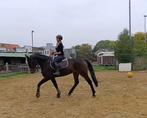Recreatie sportpaard, Dieren en Toebehoren, Paarden, Merrie