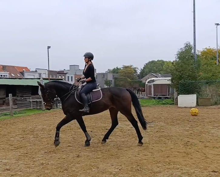 Recreatie sportpaard, Dieren en Toebehoren, Paarden, Merrie
