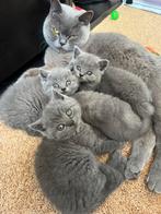 Britse korthaar kittens, Ophalen of Verzenden