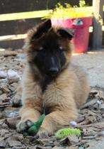 Tervuurse herders pups uit hobbyfok, Dieren en Toebehoren, Honden | Herdershonden en Veedrijvers, België, Fokker | Hobbymatig