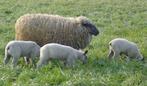 Bleu du Maine ooien, Vrouwelijk, Schaap, 0 tot 2 jaar