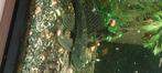 Poisson, Dieren en Toebehoren, Vissen | Aquariumvissen, Vis, Zoetwatervis