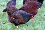 Barnevelder kippen jonge hennen beschikbaar, Dieren en Toebehoren, Pluimvee, Vrouwelijk, Kip