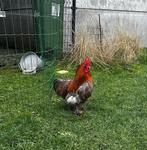 Gratis Cochin haantje, Dieren en Toebehoren, Pluimvee, Mannelijk, Kip