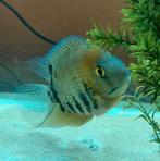 Heros rotkeil, Dieren en Toebehoren, Vissen | Aquariumvissen, Vis, Zoetwatervis