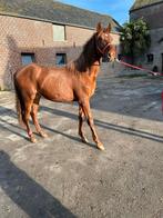 Foal PRE 20 maanden, Dieren en Toebehoren, Paarden, Minder dan 160 cm, Gechipt, Niet van toepassing, Dressuurpaard