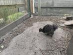 2 mooie zijdehoender kuikens, Dieren en Toebehoren