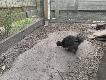 2 mooie zijdehoender kuikens beschikbaar voor biedingen