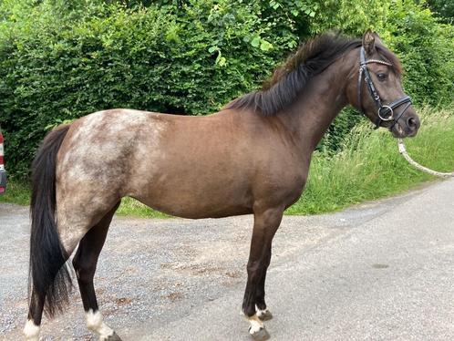 Beloftevolle eyecatcher, Animaux & Accessoires, Poneys, Jument, Non dressé, Poney D (1.37 m à 1.48m), 3 à 6 ans, Avec pedigree