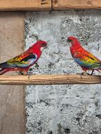 Parkieten, Dieren en Toebehoren, Vogels | Parkieten en Papegaaien