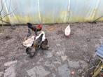 10 jonge kippen te koop (9 kippen + 1 haan), Dieren en Toebehoren, Pluimvee