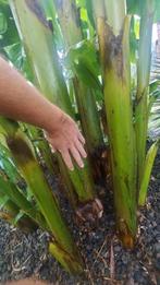 Musa basjoo, Tuin en Terras, Planten | Tuinplanten, Ophalen of Verzenden